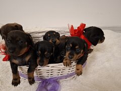 Catelusi Teckel De Vanzare